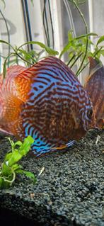 Turquoise discuss, discuss vis, Dieren en Toebehoren, Vis