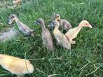 Indische loopeend kuikens, Dieren en Toebehoren, Pluimvee
