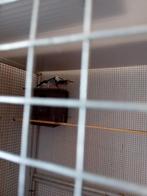 Koppel silkey spreeuwen 2023, Dieren en Toebehoren, Vogels | Overige Vogels