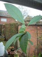 Avocado plant van hobbykweek, Ophalen, Vaste plant, Fruitplanten