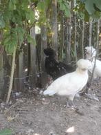 Padua kriel : hennen (€ 12) ; hanen (€ 1), Dieren en Toebehoren, Pluimvee