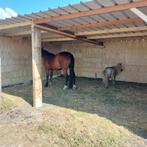 Schuilstal, paardenstal, schuilhok  paarden in voorraad, Dieren en Toebehoren, Stalling en Weidegang, Stalling, 2 of 3 paarden of pony's