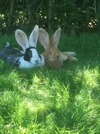 Vlaamse/Duitse reuzen, Dieren en Toebehoren, Konijnen, Meerdere dieren, Groot, 0 tot 2 jaar