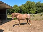 Brave, rustige ruin, Dieren en Toebehoren, Gechipt, Ruin, Niet van toepassing, 11 jaar of ouder