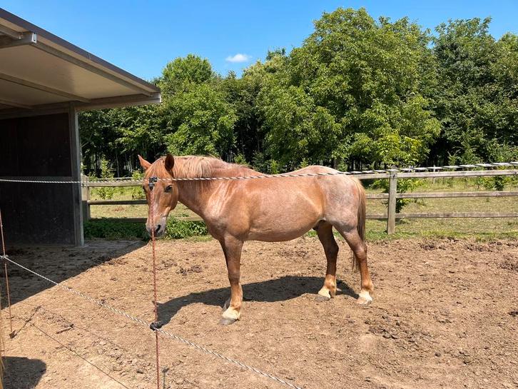Brave, rustige ruin, Dieren en Toebehoren, Pony's, Ruin, Niet van toepassing, D pony (1.37m tot 1.48m), Recreatiepony, 11 jaar of ouder
