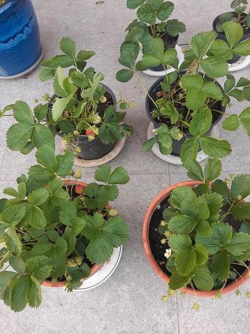Grote potten aardbeiplanten, Tuin en Terras, Planten | Tuinplanten, Ophalen