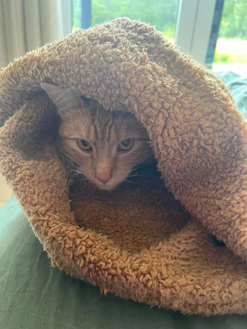Slaapzak voor poesjes/hondjes!, Dieren en Toebehoren, Kattenmanden, Gebruikt, Ophalen