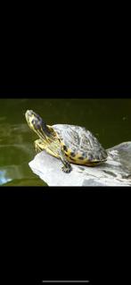 Opzoek naar waterschildpad