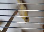 Kanaries, Dieren en Toebehoren, Vogels | Kanaries, Kleurkanarie