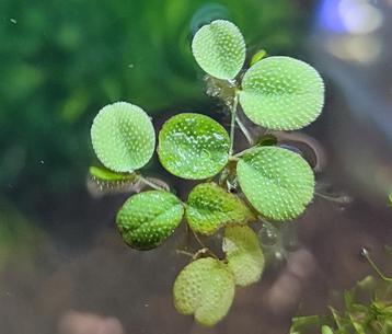 Drijvende waterplant Salvinia minima of Vlotvaren beschikbaar voor biedingen