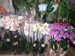 Orchideeën, Huis en Inrichting, Kamerplanten, Ophalen of Verzenden