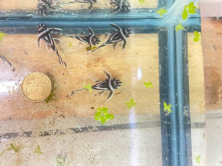 L46, Dieren en Toebehoren, Vissen | Aquariumvissen, Zoetwatervis, Vis