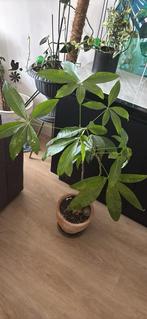 XL Pachira aquatica 10 years old + clay pot + plate, Ophalen