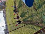 Hanen, Dieren en Toebehoren