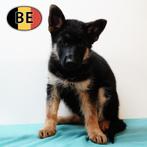 Schitterende Duitse Herder pups, België, CDV (hondenziekte), 8 tot 15 weken, Meerdere