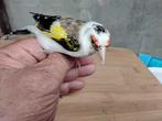 Distelvinken, Meerdere dieren, Tropenvogel, Geringd