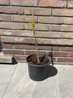 Brachychiton acerifolius - vlammenboom, Tuin en Terras, Planten | Bomen, Overige soorten, Zomer, 400 cm of meer, Ophalen