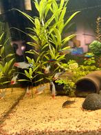 Schooltje van 10 cardinaal tetras, Dieren en Toebehoren, Vissen | Aquariumvissen, Vis, Zoetwatervis, Schoolvis