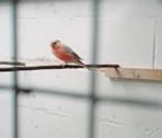 Goudvinken mutaties, Dieren en Toebehoren, Vogels | Overige Vogels, Mannelijk, Wildzangvogel, Geringd