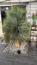 YUCCA ROSTRATA, Tuin en Terras, Planten | Tuinplanten, Ophalen, Bloeit niet, Vaste plant, Volle zon