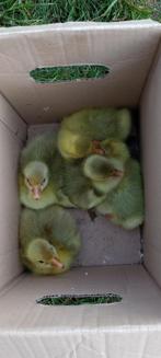 ganzenkuikens, Geslacht onbekend, Gans of Zwaan