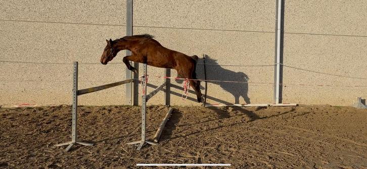 Springhengst 2023, Animaux & Accessoires, Chevaux, Étalon, Non dressé, 160 à 165 cm, 3 à 6 ans, Cheval de saut, Avec pedigree