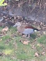 Roodschoudertaling man, Dieren en Toebehoren