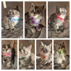 Maine coon xxl kittens met kampioen stamboom Russisch lijn, Dieren en Toebehoren, Katten en Kittens | Raskatten | Langhaar, Meerdere dieren