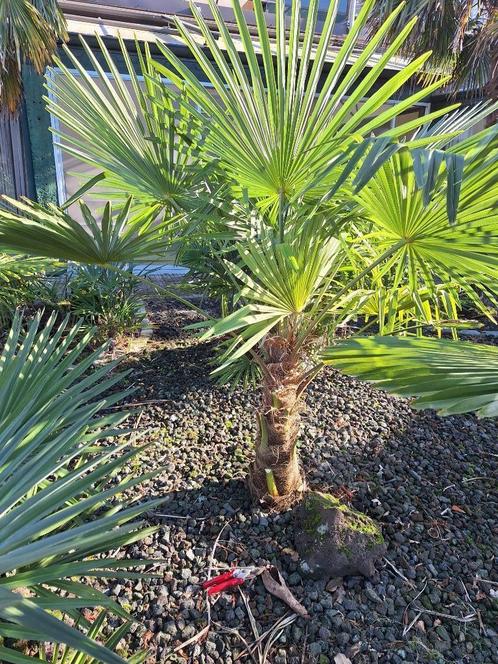 palmbomen winterhard, Tuin en Terras, Planten | Bomen, Palmboom, 100 tot 250 cm, Volle zon, Zomer, Ophalen