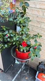 Staander met plant, Tuin en Terras, Ophalen