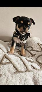 Chihuahua teef, Dieren en Toebehoren, België, Fokker | Hobbymatig, 8 tot 15 weken, Eén hond