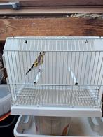 Chardonneret femelle classique 2024, Dieren en Toebehoren, Ophalen, Zo goed als nieuw