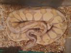 Banana pastel het pied, Dieren en Toebehoren, Reptielen en Amfibieën