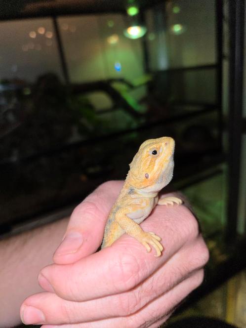 Baardagaam vrouw citrus hypotrans, Dieren en Toebehoren, Reptielen en Amfibieën, Hagedis, 0 tot 2 jaar, Tam