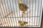 Jonge five fancy kanaries., Dieren en Toebehoren