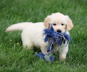 Golden retriever pups beschikbaar voor biedingen