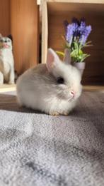 Nain de couleur, Enlèvement