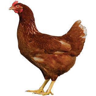 Leghennen/legkippen, Dieren en Toebehoren, Pluimvee