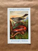 Vogels van België Nr. 145 Dennenkruisbek, Ophalen of Verzenden, Ongelopen, Vogel