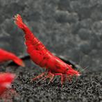 Bloody Mary Neocaridina garnalen – Eigen kweek, levend, Dieren en Toebehoren, Kreeft, Krab of Garnaal, Zoetwatervis