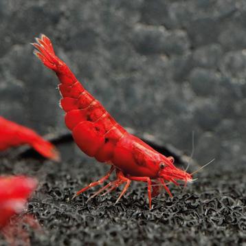 Bloody Mary Neocaridina garnalen – Eigen kweek, levend beschikbaar voor biedingen