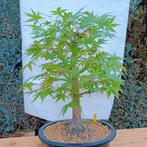 Bonsai Acer Palmatum 20j. Nr.30, Tuin en Terras, Planten | Bomen, Ophalen of Verzenden