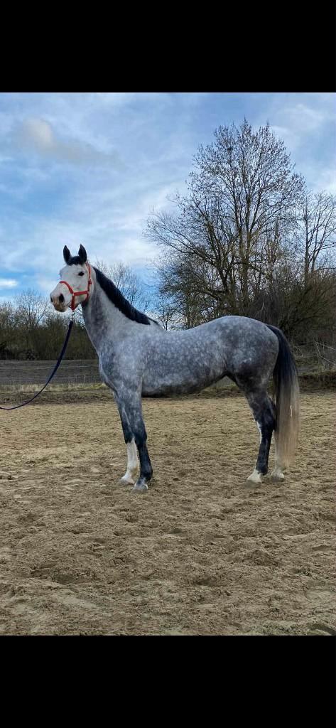 Jument 5 ans Z, Animaux & Accessoires, Chevaux, Jument, Non dressé, 165 à 170 cm, 3 à 6 ans, Cheval de saut, Avec pedigree, Avec puce électronique