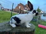Koppel konijntjes zoekt goede thuis, Dieren en Toebehoren