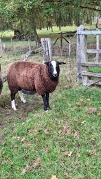 Zwartbles dekram geboren maart 2025., Dieren en Toebehoren, Schapen, Geiten en Varkens, Mannelijk, Schaap, 0 tot 2 jaar