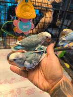 Handtamme Dwergpapegaai lovebird agapornis roseicollis, Dieren en Toebehoren, Vogels | Parkieten en Papegaaien