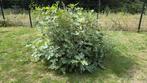 Vijgen boom te koop, Tuin en Terras, Planten | Struiken en Hagen, Ophalen, Overige soorten, 250 cm of meer