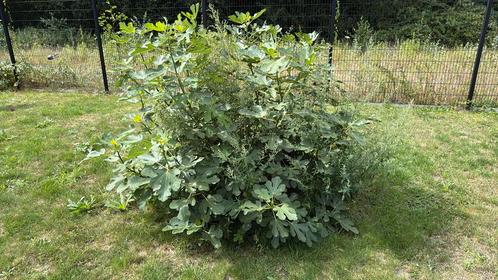 Vijgen boom te koop, Tuin en Terras, Planten | Struiken en Hagen, Overige soorten, 250 cm of meer, Ophalen