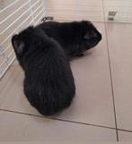 2 super lieve man tjes cavia s, Dieren en Toebehoren, Knaagdieren, Cavia