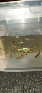 Guppy's te koop (per 10st) man en vrouw.